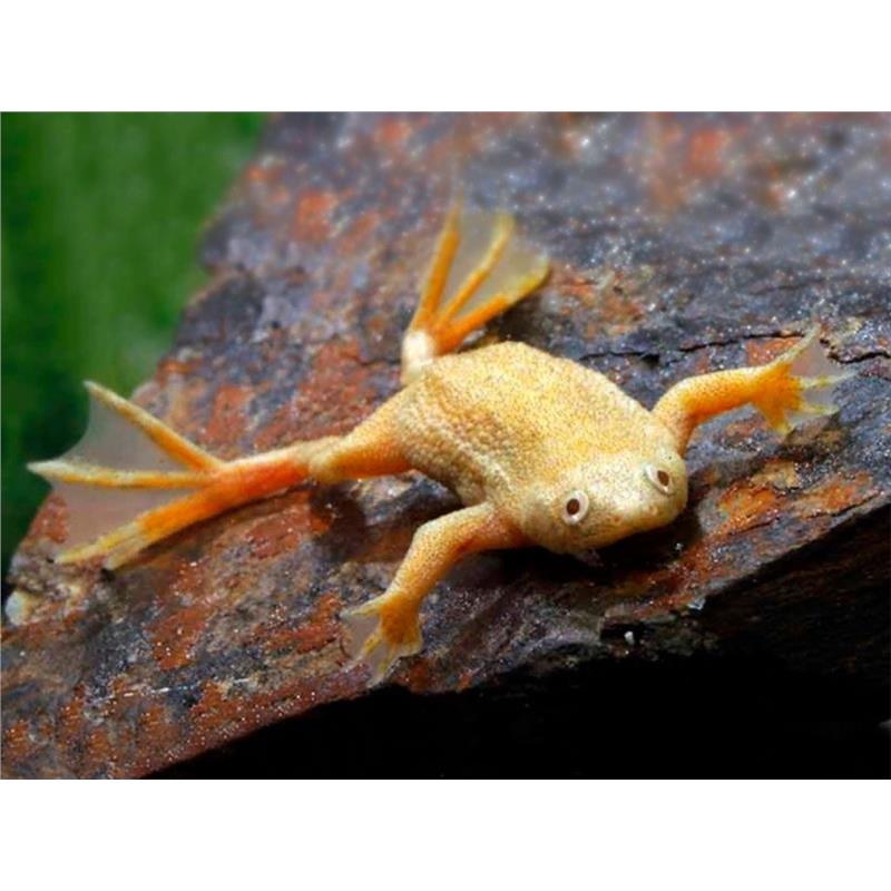 Hymenochirus boettgeri albin Zaire dwarf clawed frog - imagine 3